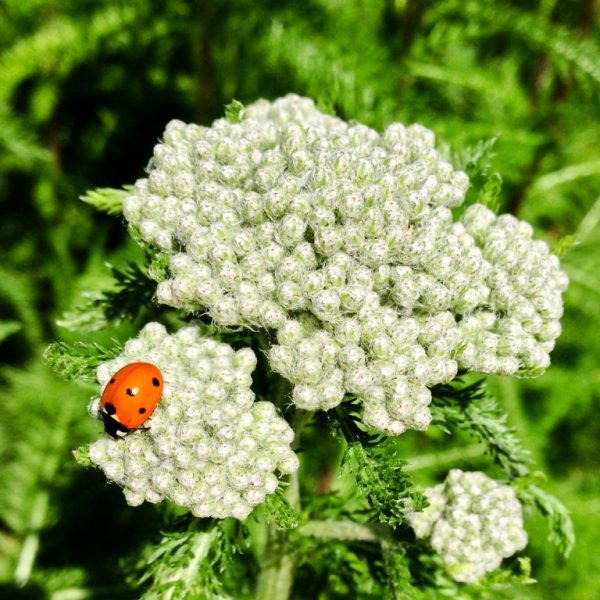 Image of a lady bug on a flower at Dills Park