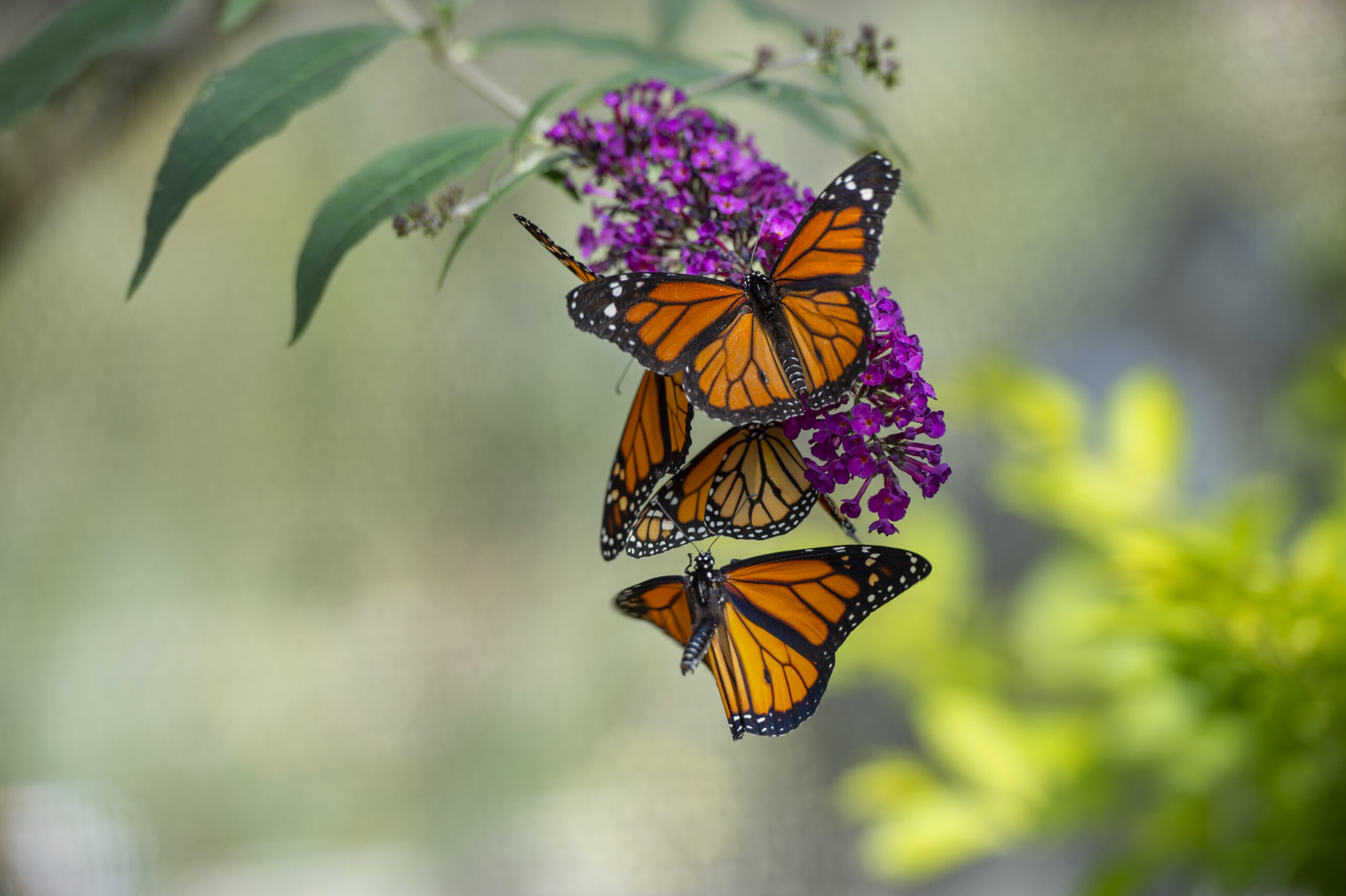 SOAR – Monarch Migration at South Coast Botanical Garden